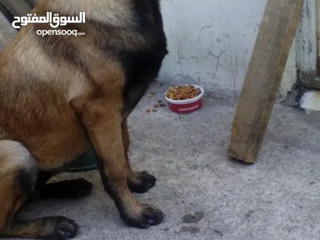 رايد كلب مالينو للتبني الي عنده يراسلني واتساب