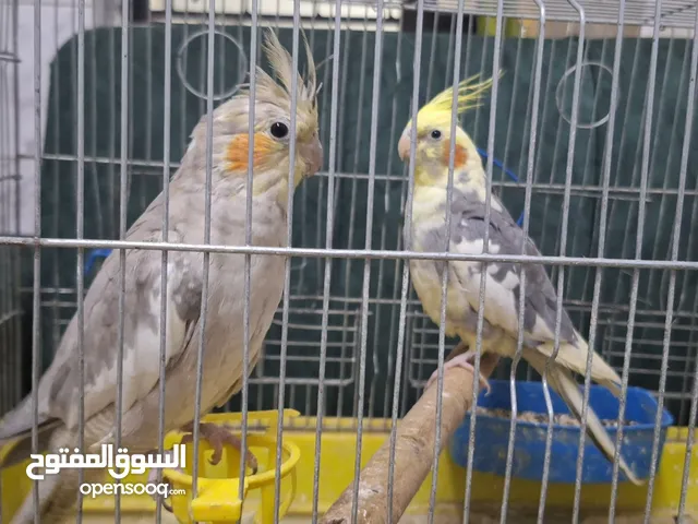 كوكتيل للبيع 40 غير قابل للتفاوض لون عادي ولون مميز ذكر وأنثى وصوتهم جميل