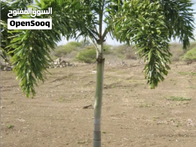 مطلووووب وليس للبيع