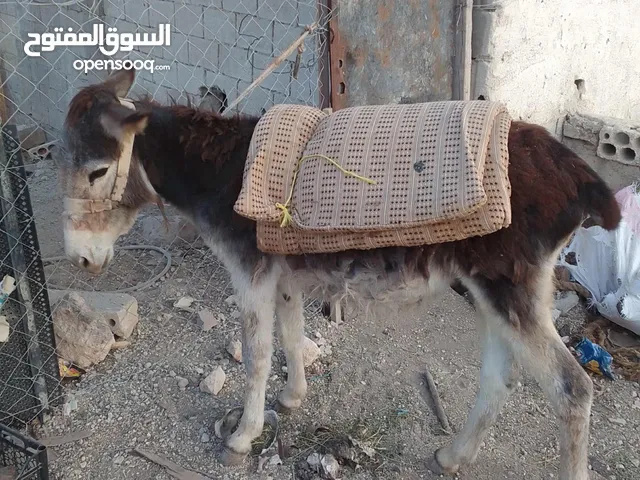 حمار ذكر هادي صاغ سليم جرش جبه