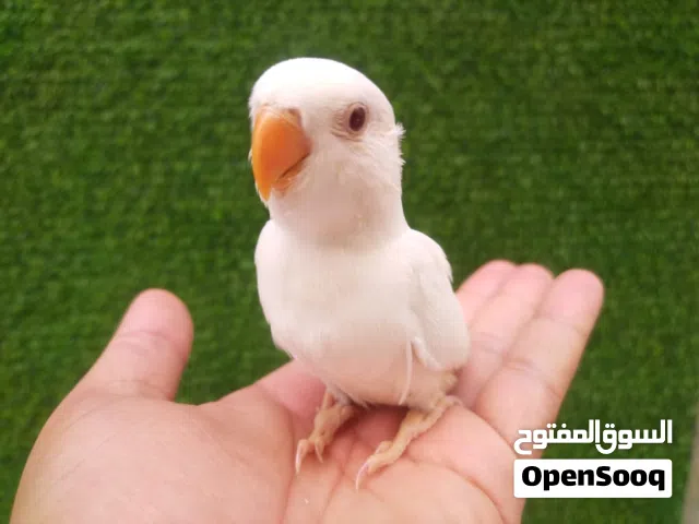 بركديلو البينو عين حمراء بجميع ملحقته