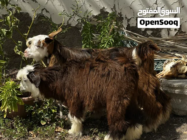 جدايات عمانيات مطعومات العدد 3
