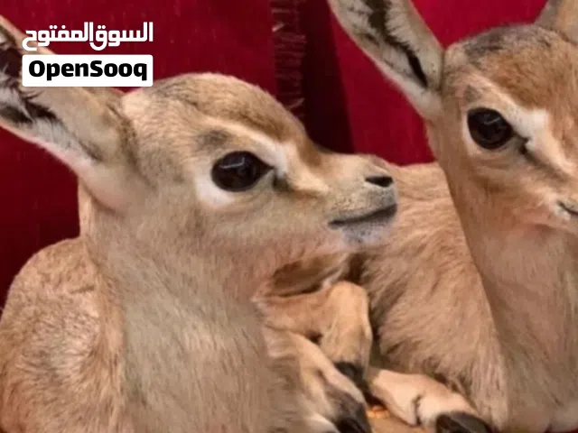 غزال للبيع ذكر للبيع موقعه العين