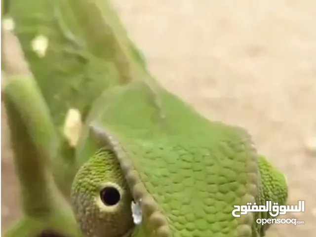 حرباي سحليه