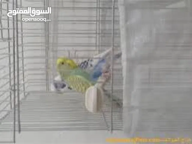 قفص شبك طيور مستلزمات مستعمل شبه جديده