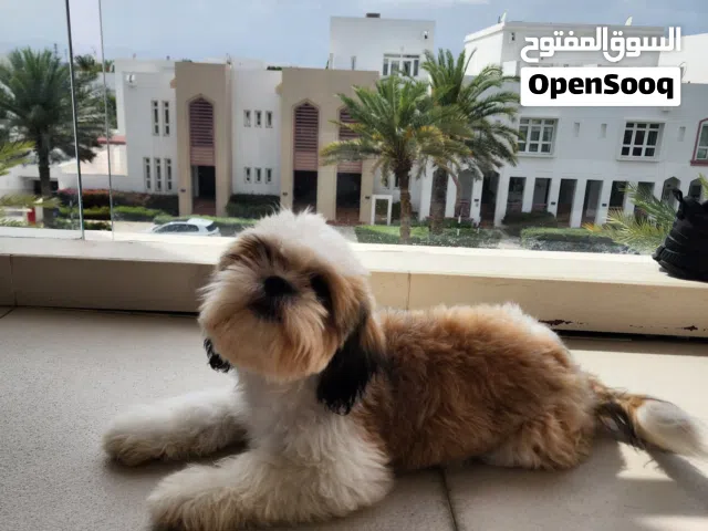 Chi tzu dog for sell