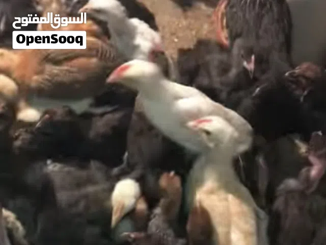 صيصان بلدي البزرة القديمة