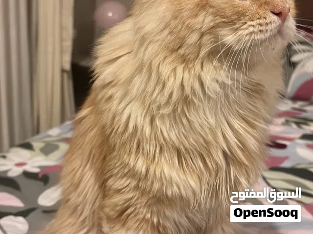 قط ذكر شيرازي