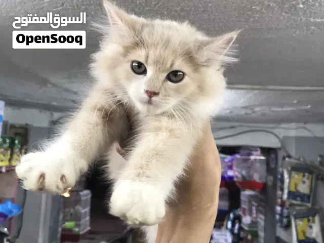 بنوته بيرشن مون فيس 50يوم اللهم بارك متطعمه ديدان وحشرات ومتعوده عاللتر بوكس