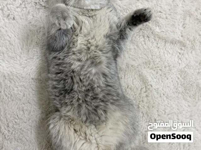 بيع قطة سگوتش فولد
