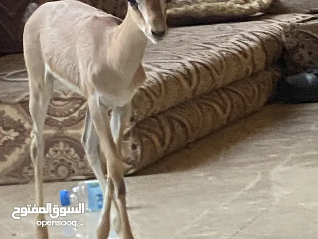 غزال الريم بالعين