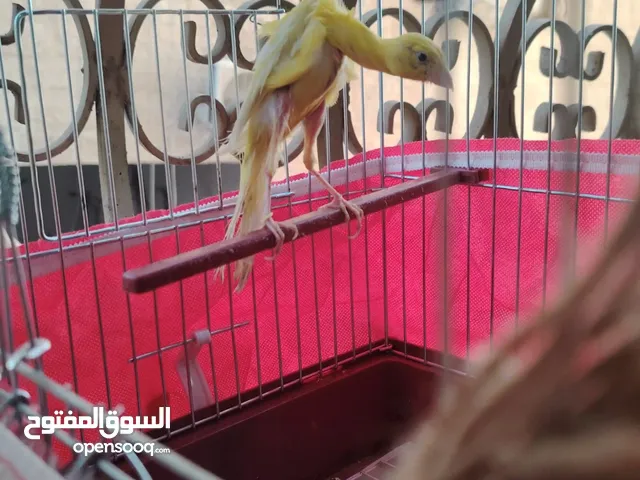 جوز كنار بندوق جنوبي وجيبسوسو