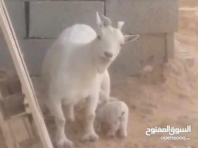 عنز وفحل فلبينيات درجة لاقوة الا بالله