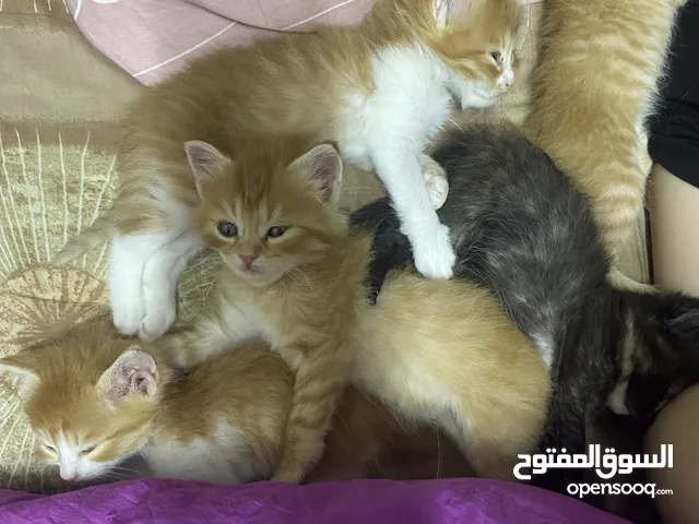قطط ميكس للبيع