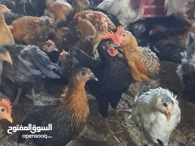 Chickens....