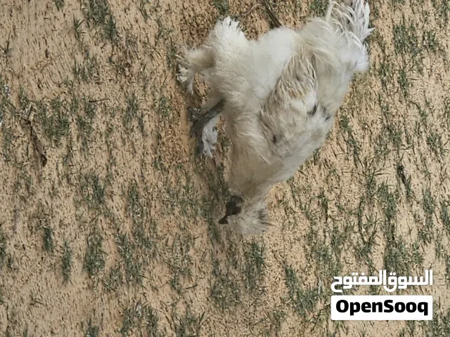 جوز دجاجات قطني