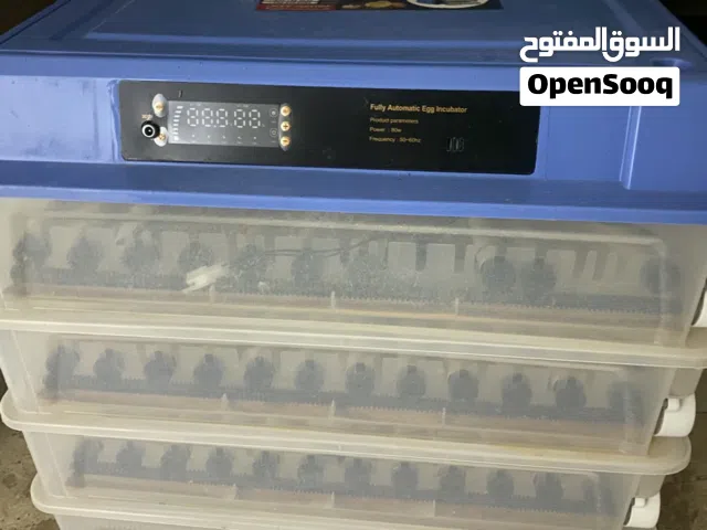 حضانه دحي نضيفه للبيع