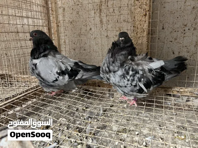 حمام كشك + وجوج رديوس