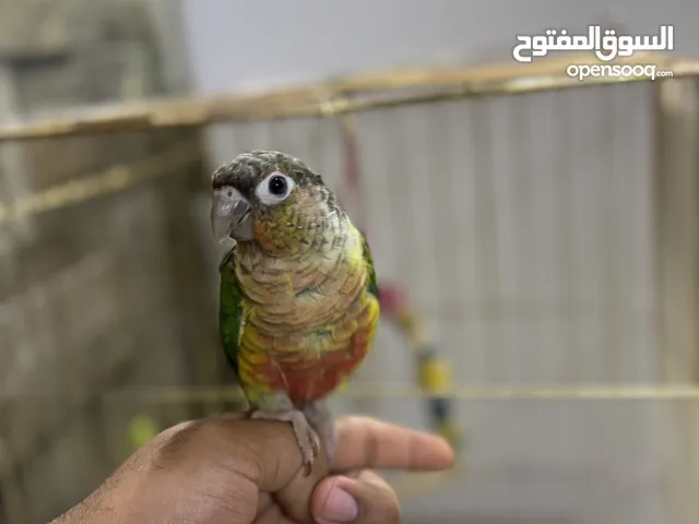 ببغاء كنيور اليف جدا جدا تصيحله يجيك ينام بالحضن يصعد ع الايد مابي اي عضه يرقص بداية كلام الوصف مهم