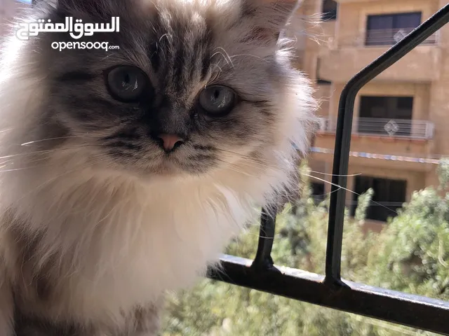قطة شانشيلا أنثى عمرها ما بين 6_7 شهور غير ملقحه وبدون نسب او شهادة تحب اللعب وفي صحة جيدة