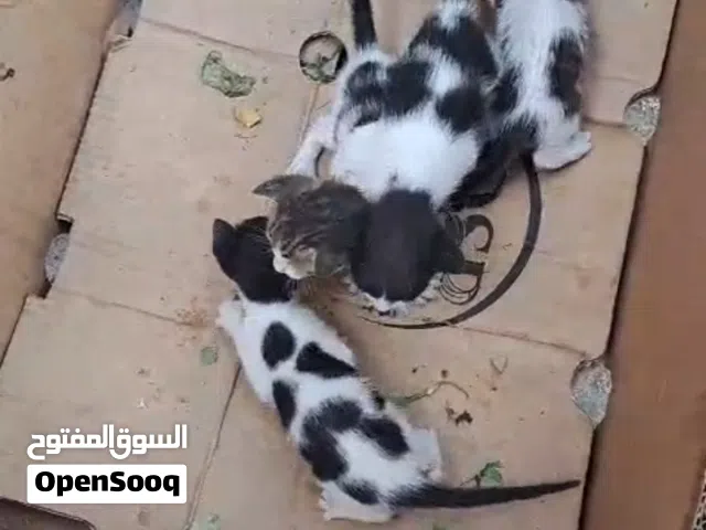 مطلوب قطة مرضعة