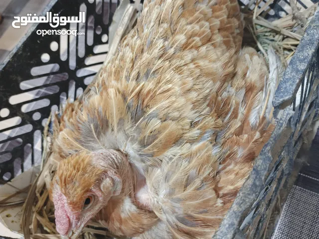 دجاجه ام ركيبه گافه جواها بيض