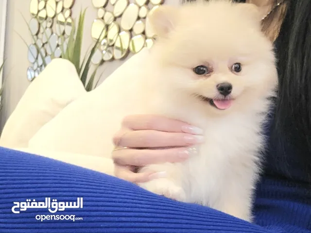 Adorable Pomeranian Puppies Male & Female