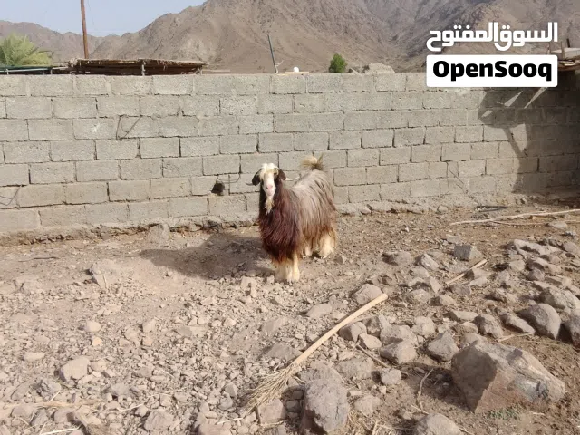 للبيع جدايا فحول