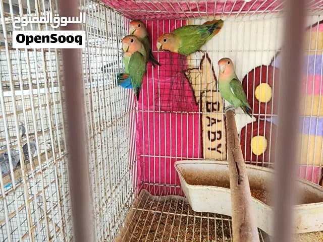للبيع طيور روز