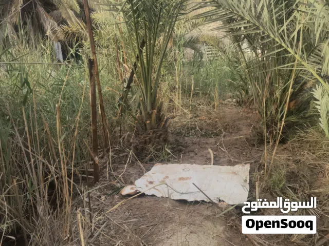 نخل نشو للبيع عدد 6 شلع واخذهم بسعر يرضيك