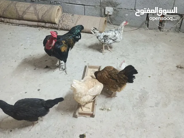 دجاج عرب اصلي للبيع