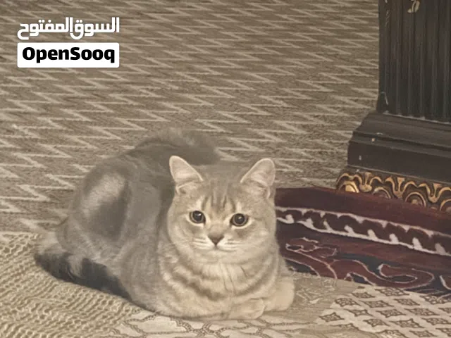 Scottish cat for sale urgent sale