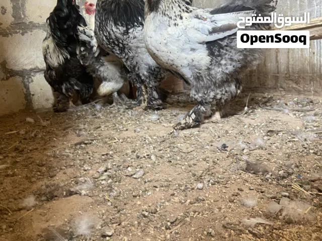 براهما للبيع