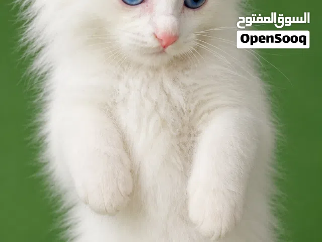 قطة شرازي بيور للبيع