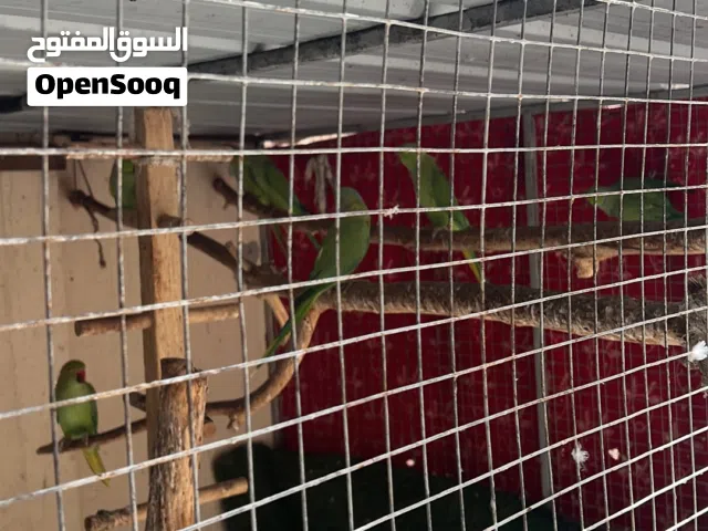 متوه الدره الاخضر