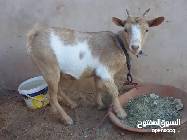 عناق كردية ربي يبارك مابدلتش عشره شهرين ونص