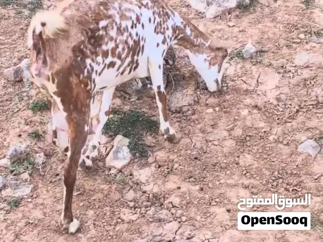 غنمه حجم ممتاز فيها حليب