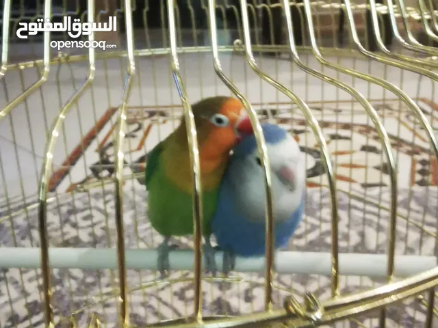 طيور ببغاء للبيع نظيفة