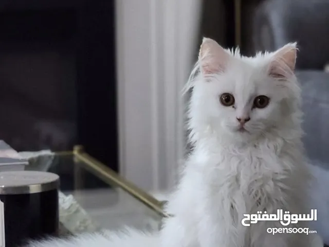 كتن شيرازي للبيع
