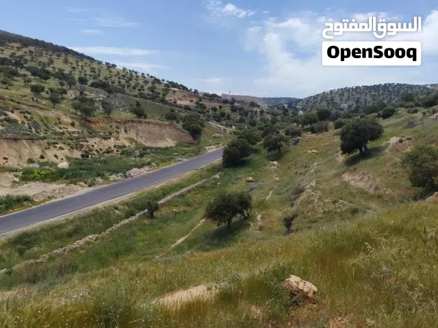قطعة أرض صروت-بيرين كقطعة من الذهب بأجمل مناطق المملكه بين عمان وجرش قريبه نسبيا لشارع الأردن.