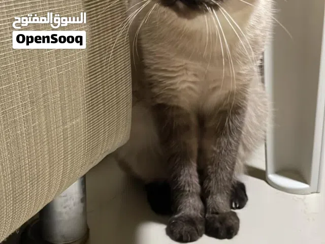 قطة للتبني/cat for adoption