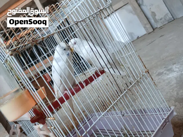 كوبية بقلينو ماشاء الله