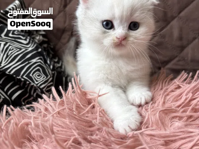 قطط سكوتيش فولد