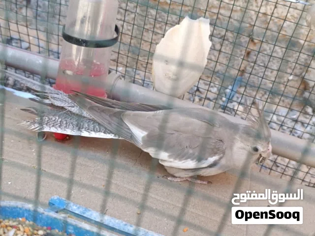 انثى كوكتيل فرنساوي للبيع او تبديل بي انثى حبشي اقرا وصف