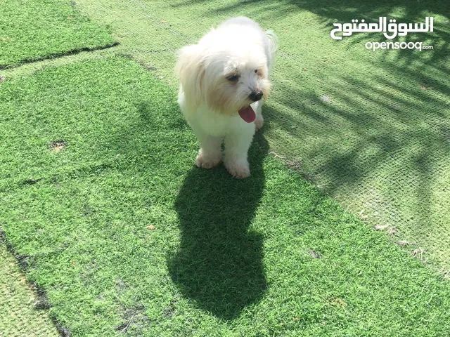 كلب  سامويد عمر شهرين +Maltepoo 7 Months ويوجد انواع اخر