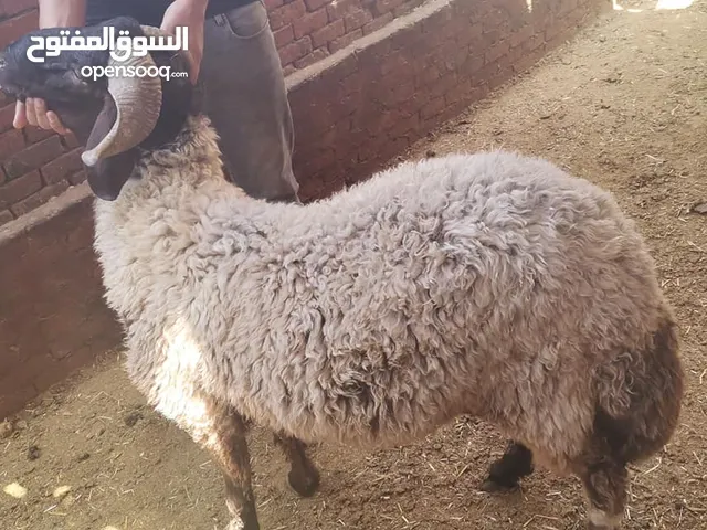 اضاحى 2025