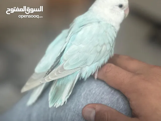 (( للبيع زوج لوفبيرد - ربوه ))