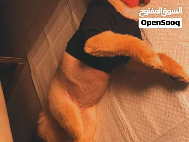 كلب بورمنيان للبيع