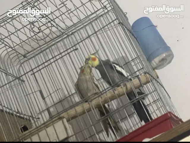 ببغاء كوكتيل جوز الفحل متروض للبيع 35