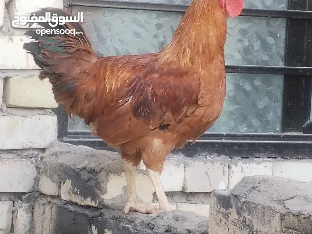 ديك عدد 2 عرب مو مصلحة